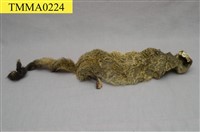 藏品(白鼻心)的圖片